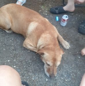 Meet your Posher, Boe